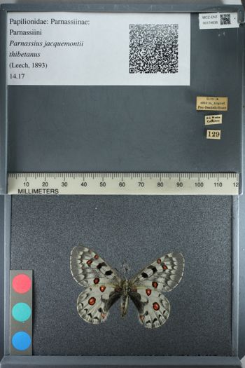 Media type: image;   Entomology 174636